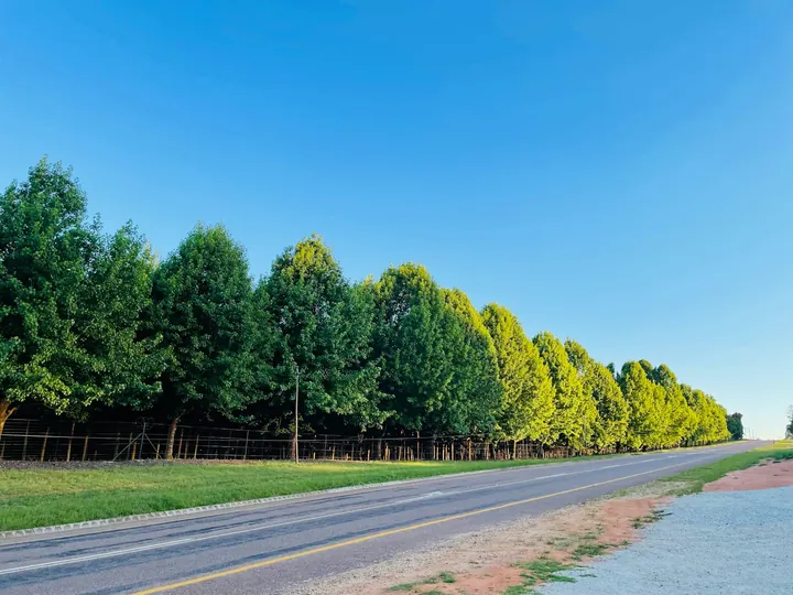 A tree-lined road near Tzaneen